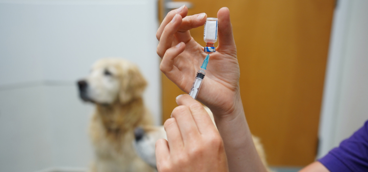 vaksinering Dyreklinikken Tertnes