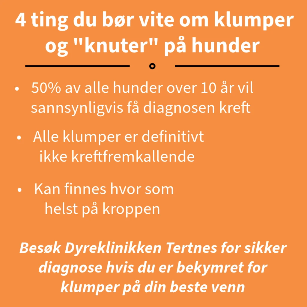 Klumper kjæledyr Dyreklinikken Tertnes