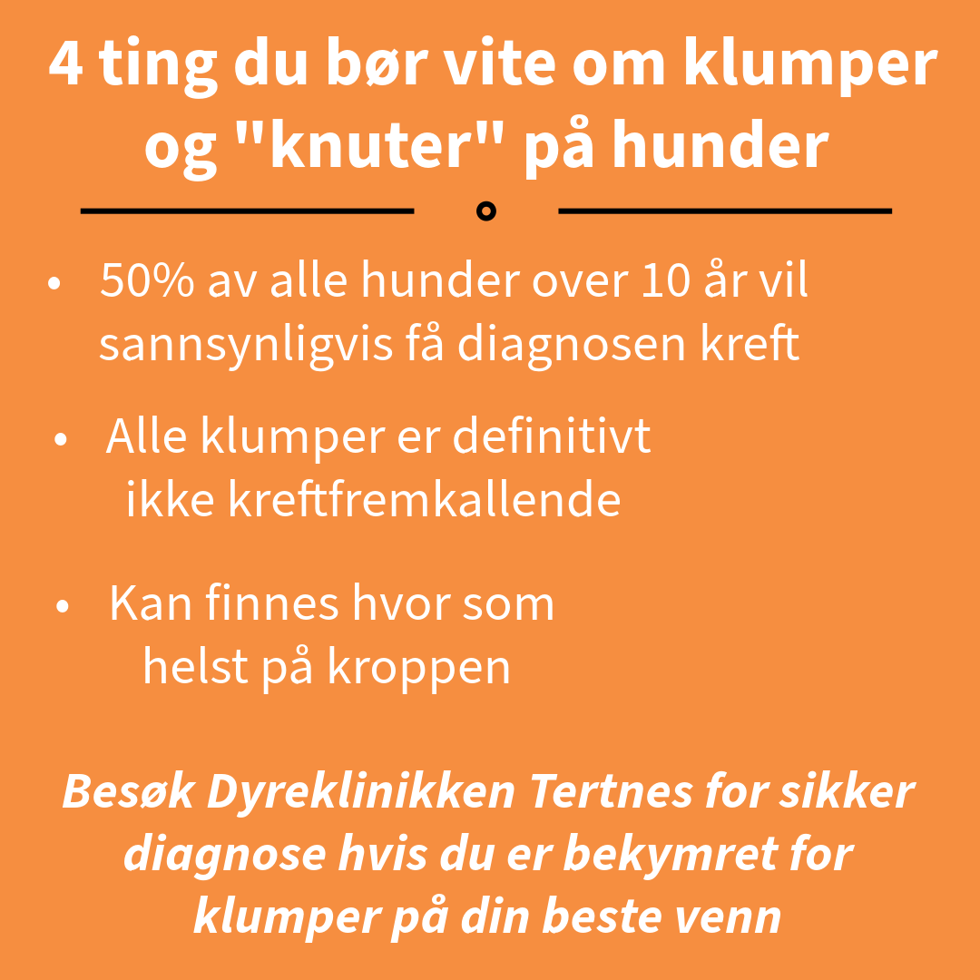 Klumper kjæledyr Dyreklinikken Tertnes