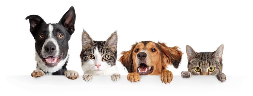 dyreklinikken tertnes hund katt