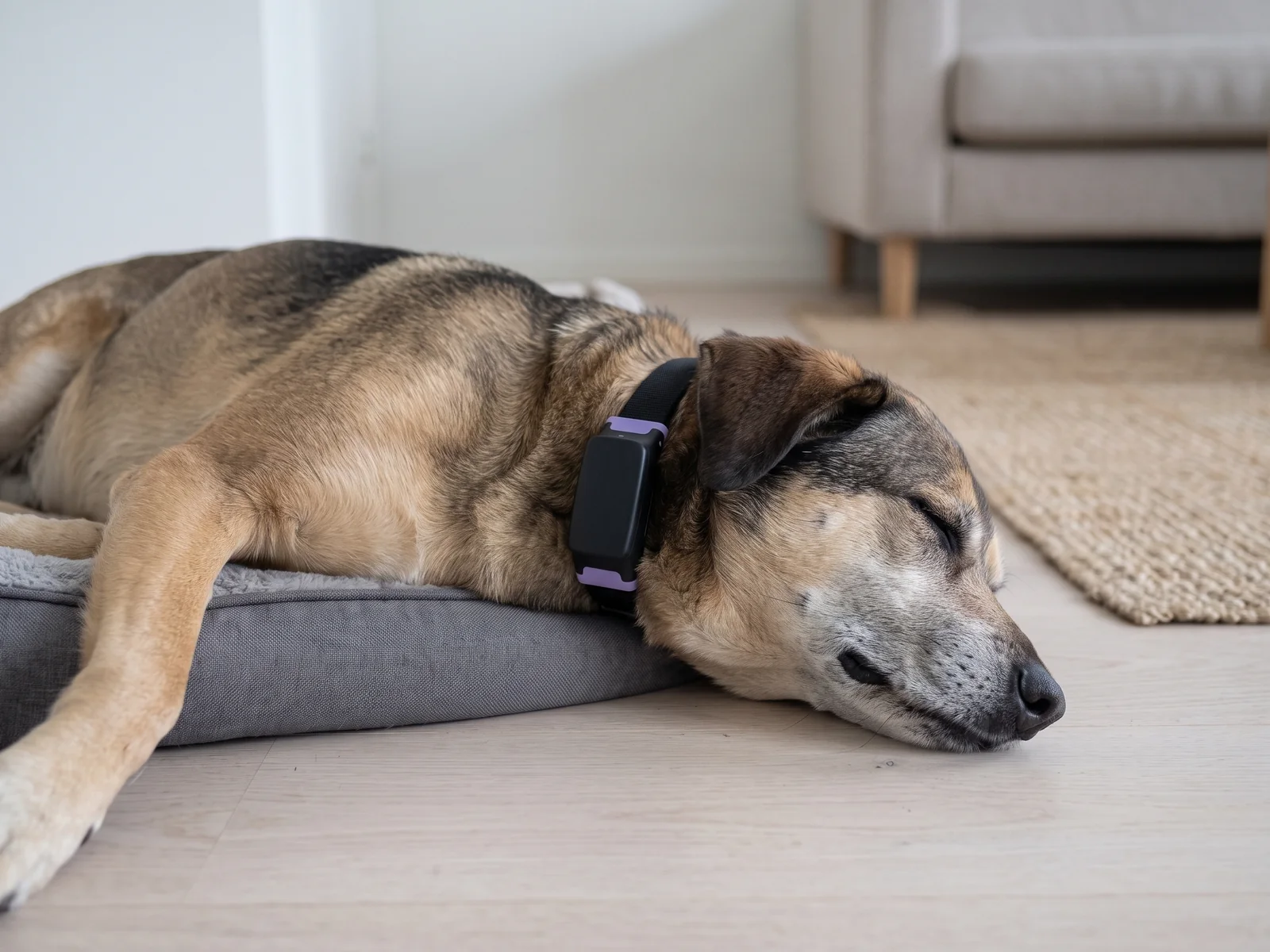 Eldre hund sover i sengen sin på stuegulvet med PetPace-halsbåndet på
