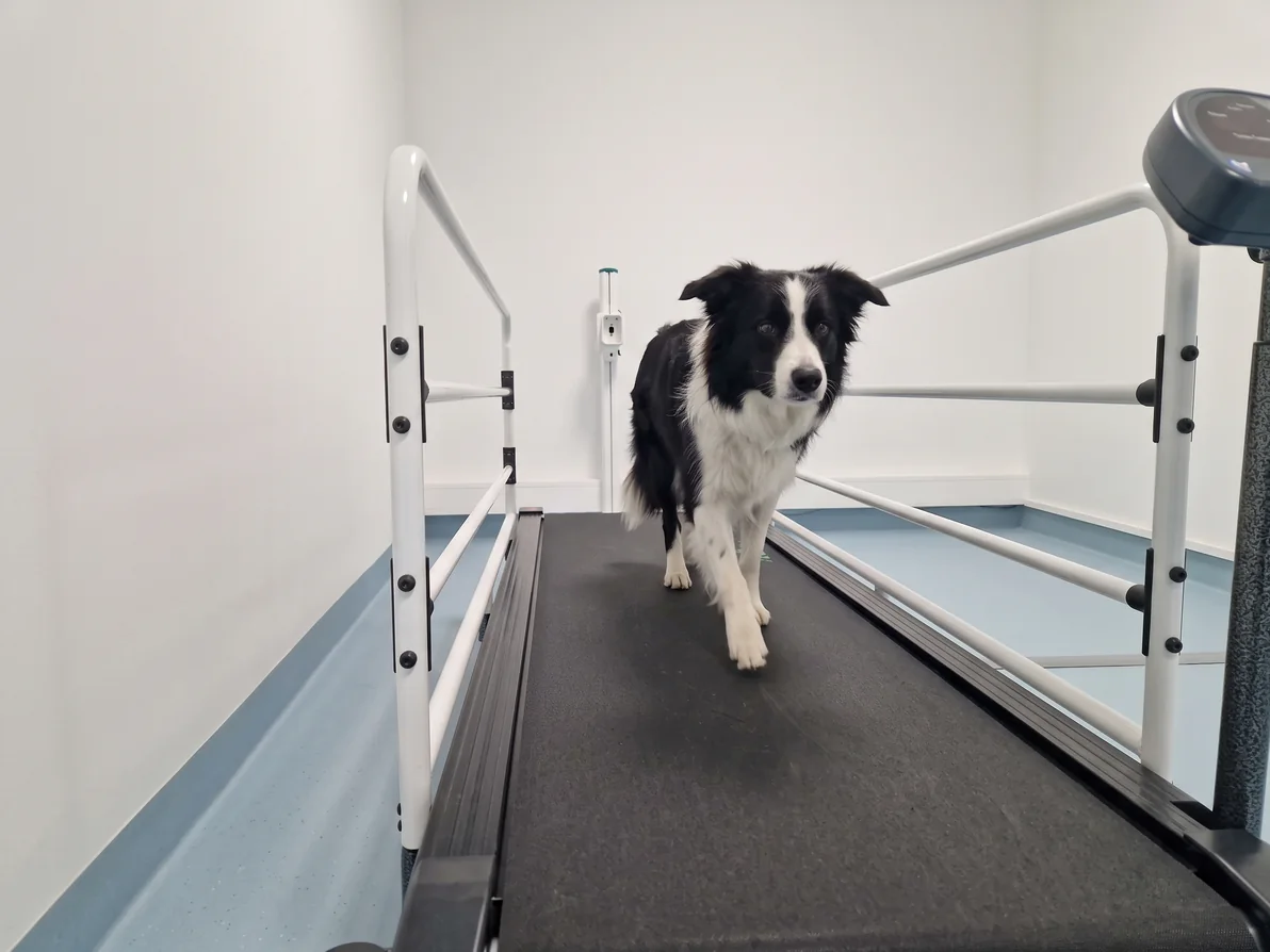 Border collie går rolig i sitt eget tempo på klinikkens trykkmålende tredemølle, uten bånd eller sele og uten at noen holder den.