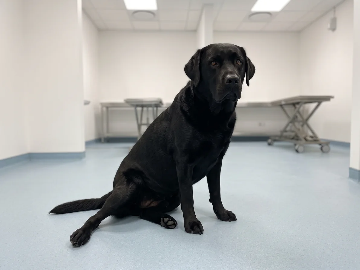 Svart labrador sitter skjevt på klinikkgulvet med det ene bakbeinet strukket ut langs gulvet, slik hunder med korsbåndskade ofte sitter.