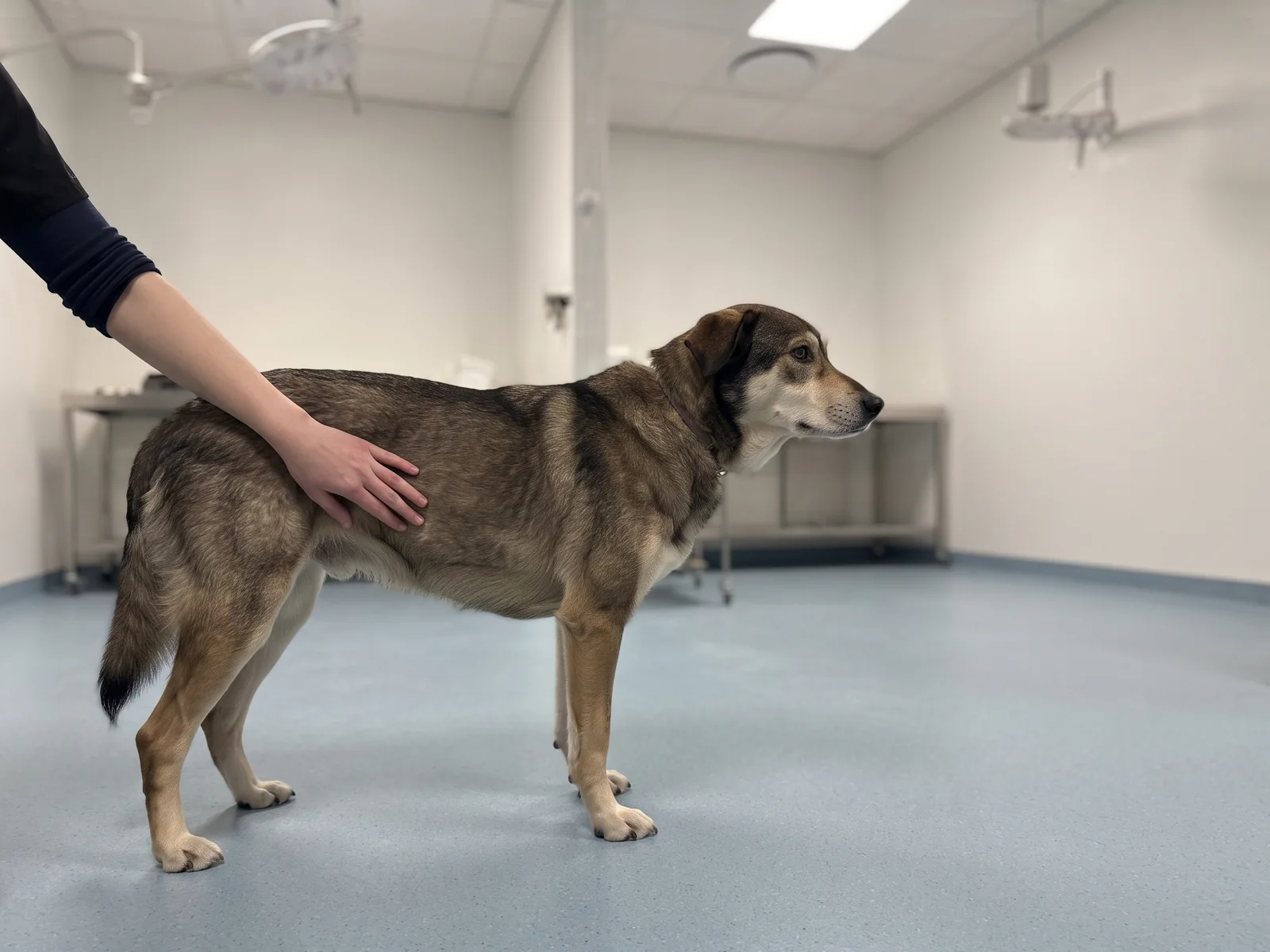 Hund står rolig på alle fire på gulvet i et behandlingsrom mens en veterinær kjenner med flat hånd langs flanken hennes