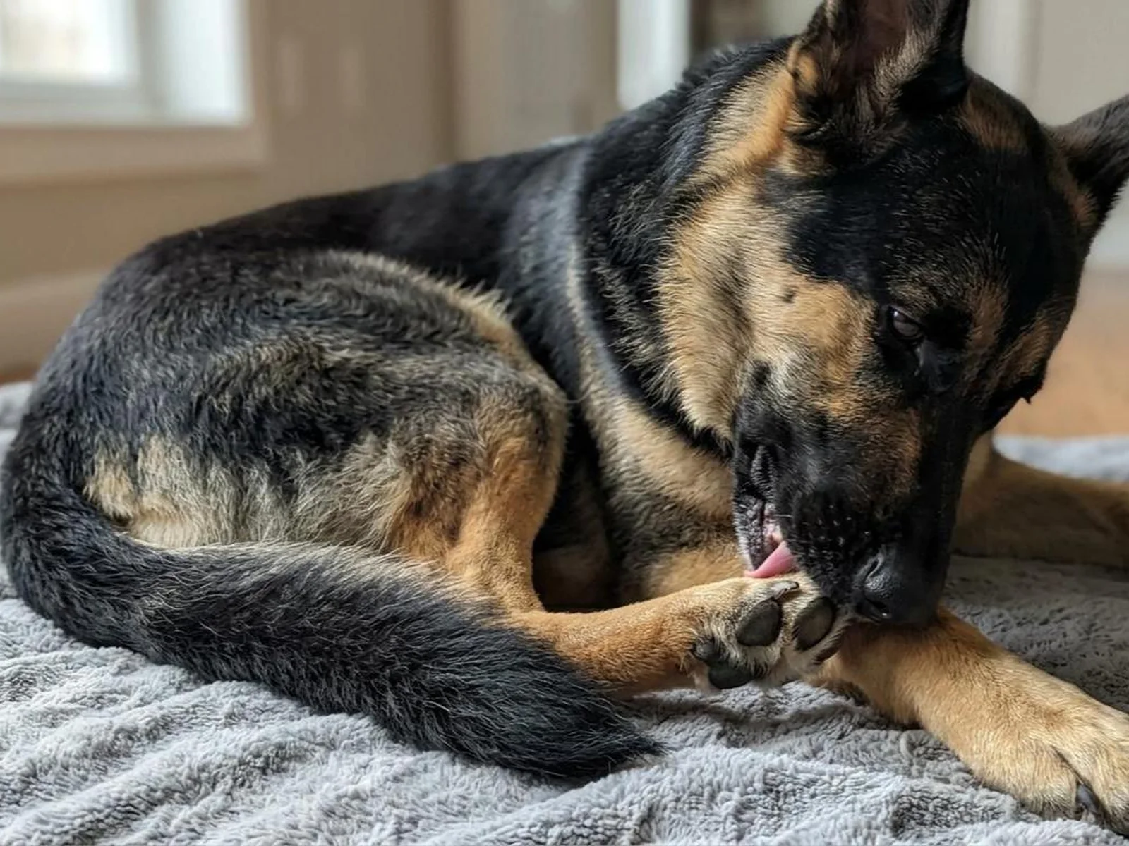 Hund ligger hjemme og slikker vedvarende på den ene poten