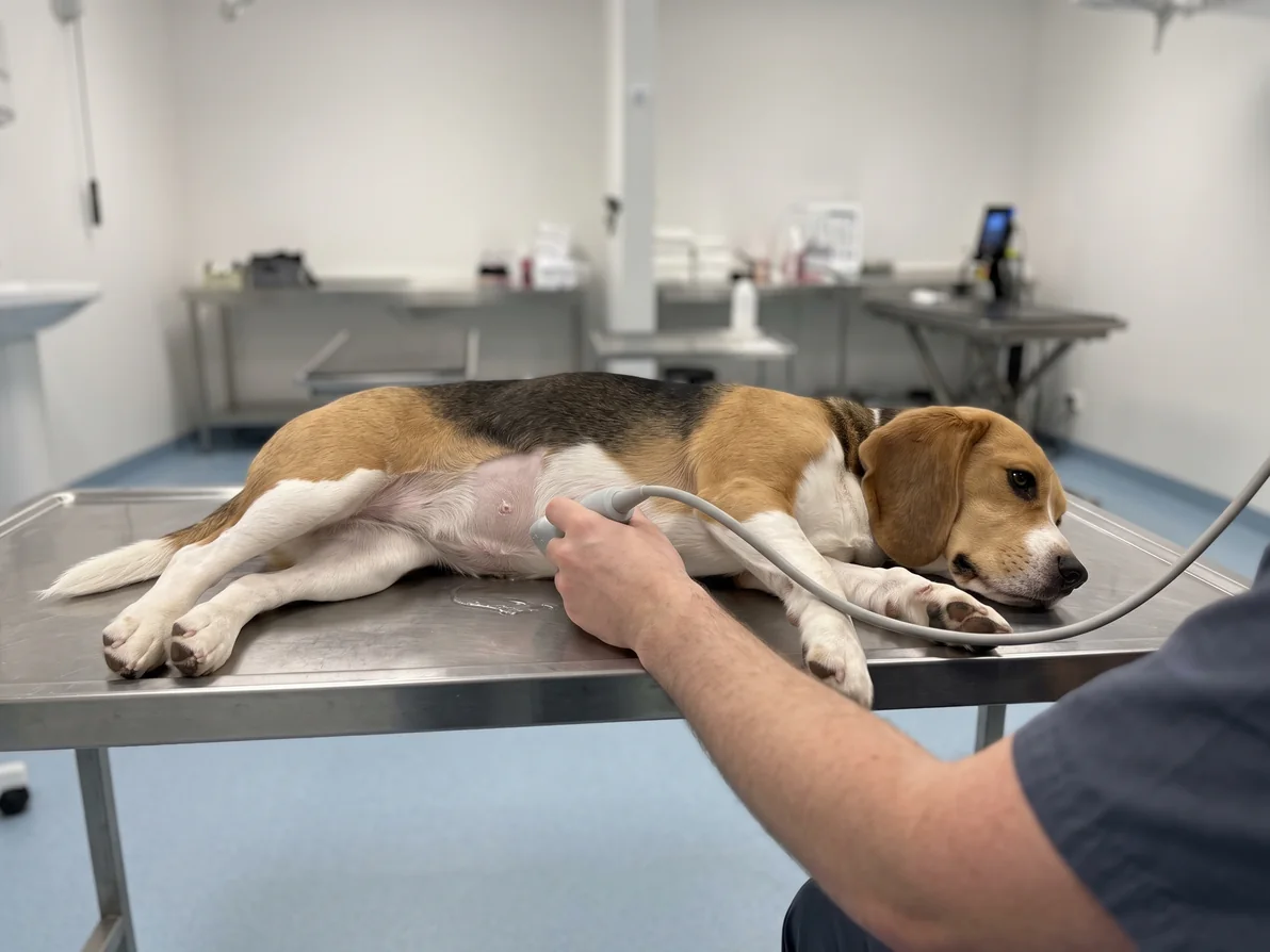 Ung beagle ligger rolig på siden på undersøkelsesbordet mens veterinæren fører ultralydproben over en liten klipt flekk på buken.